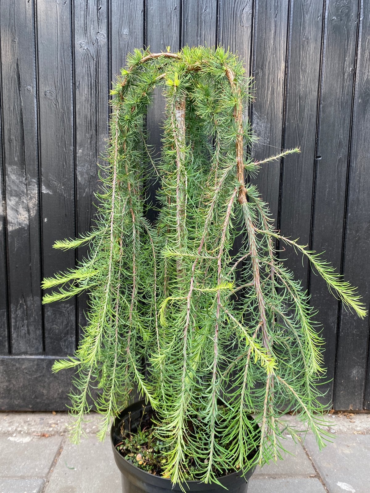 Larix k. Stiff weeper op stam can 60cm Japanse lork. Bonsai, Ophalen, Overige soorten, Volle zon