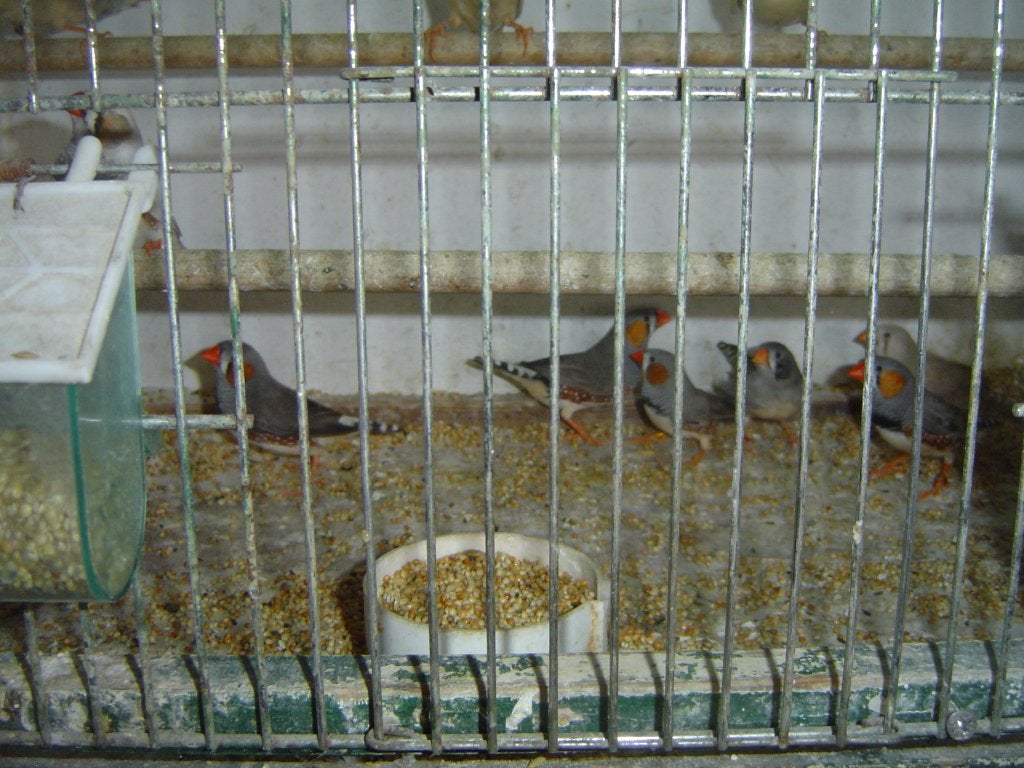 zebravinken, Meerdere dieren, Tropenvogel