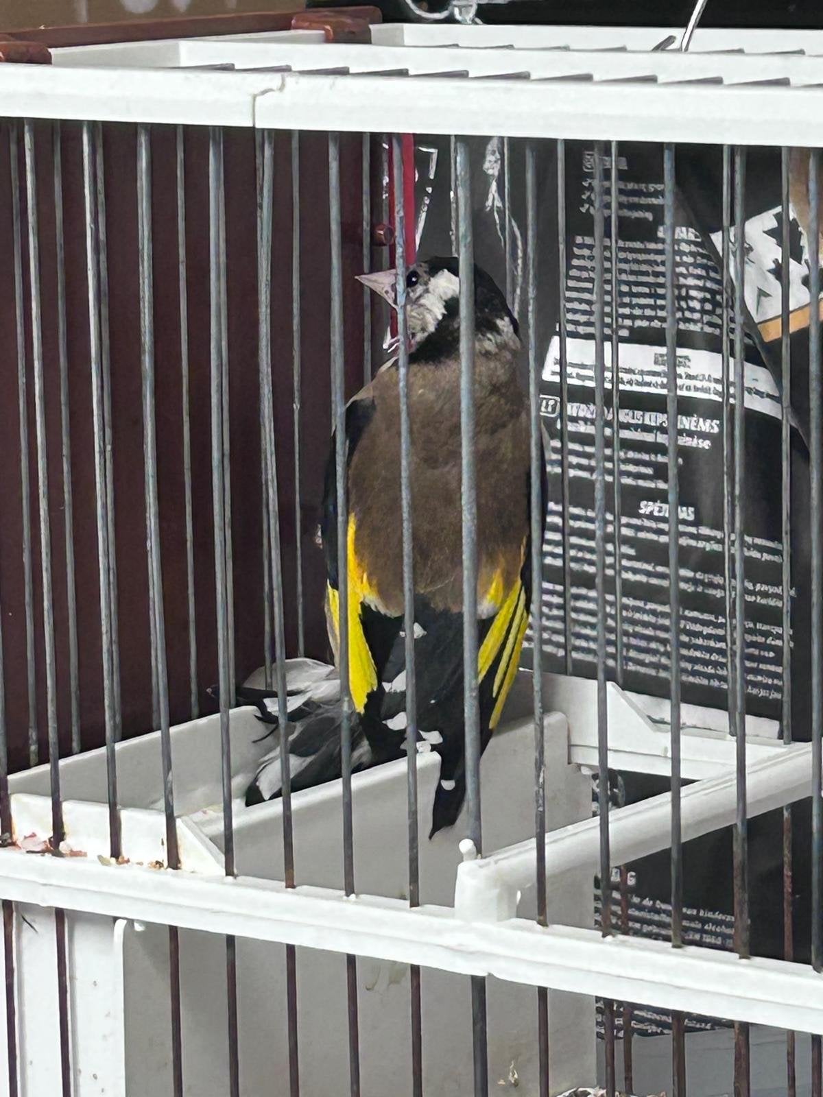 Parva putter van 2024, Mannelijk, Wildzangvogel