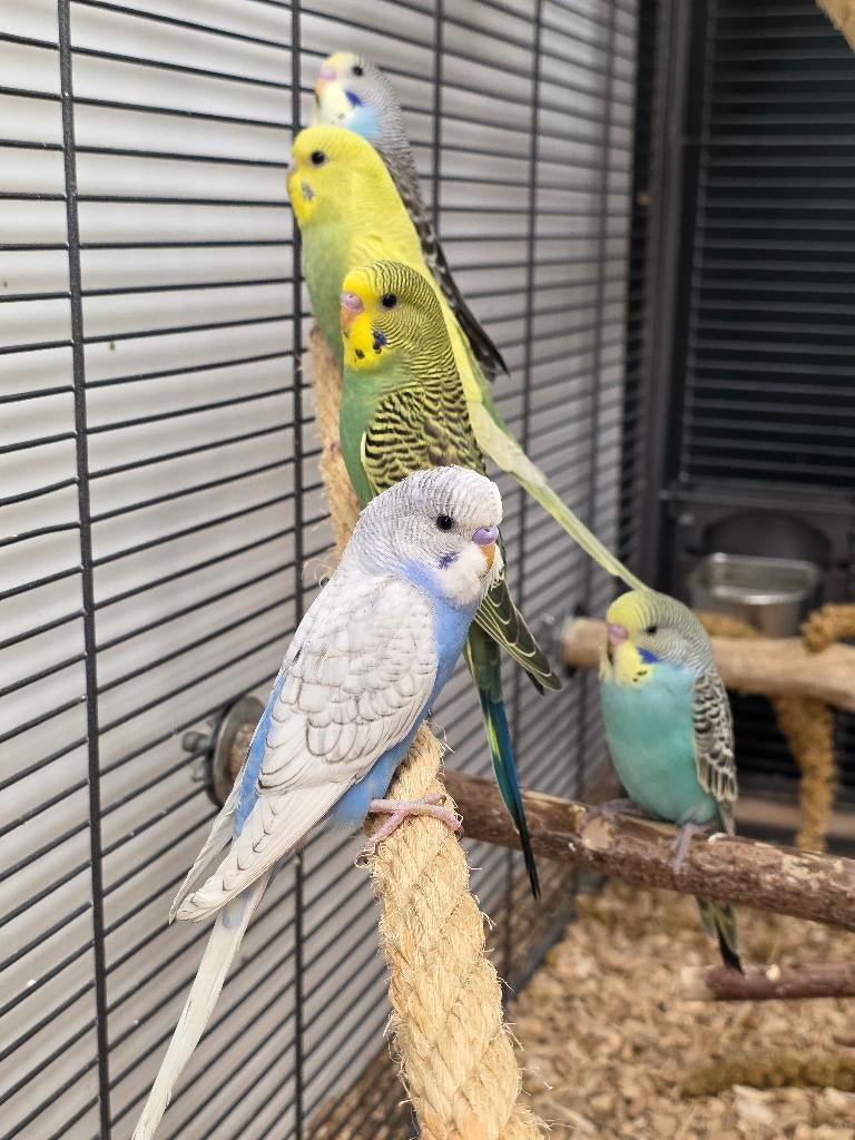 Jonge Baby Grasparkieten | Div. Kleuren | Handtam, Dieren en Toebehoren, Vogels | Parkieten en Papegaaien, Meerdere dieren, Papegaai