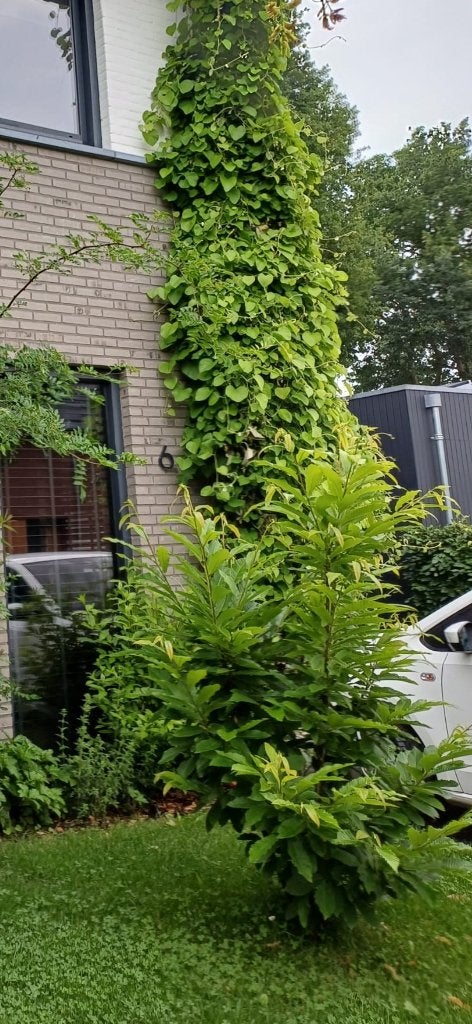 Gratis Tamme Kastanje boom - Jonge boom, Overige soorten, 100 tot 250 cm, Zomer, Ophalen