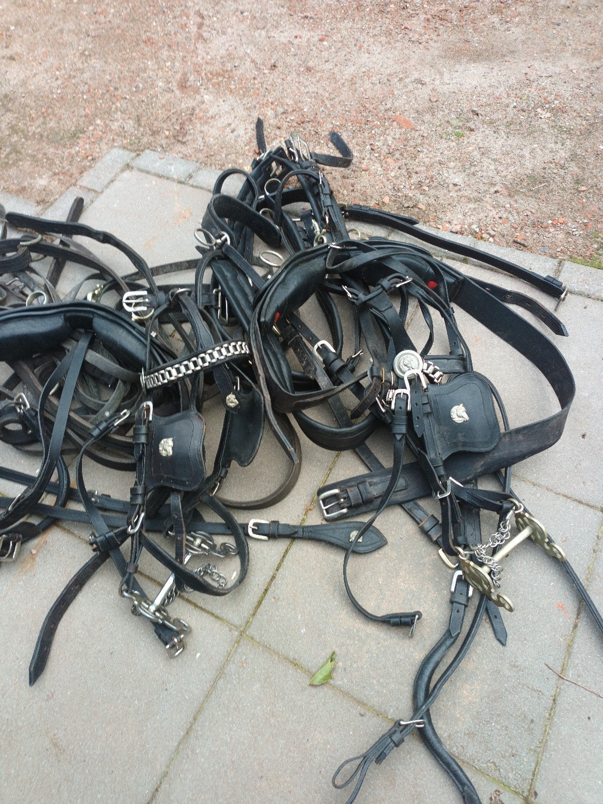 te koop, Dieren en Toebehoren, Ophalen