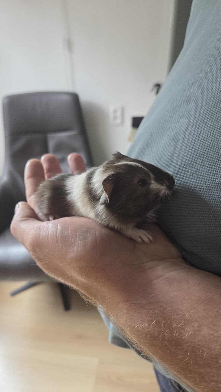 Superlief, mooi. En Gezond baby cavia zeugje, Cavia, Juni, Vrouwelijk, Tam