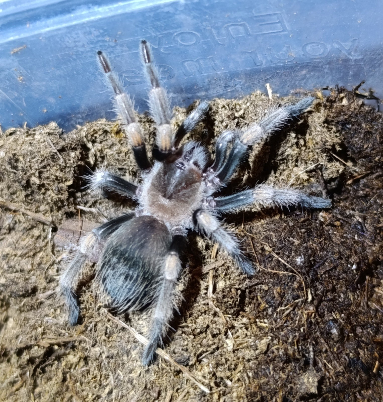 Brachypelma hamorii Mexicaanse roodknievogelspin, Spin of Schorpioen