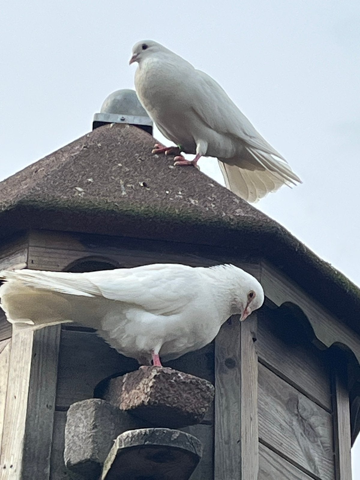 Prachtige witte duiven, Dieren en Toebehoren, Meerdere dieren, Overige soorten