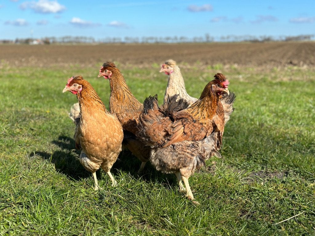 Jonge tamme Cream legbar kippen gesekst en ingeënt, Dieren en Toebehoren, Pluimvee, Vrouwelijk, Kip