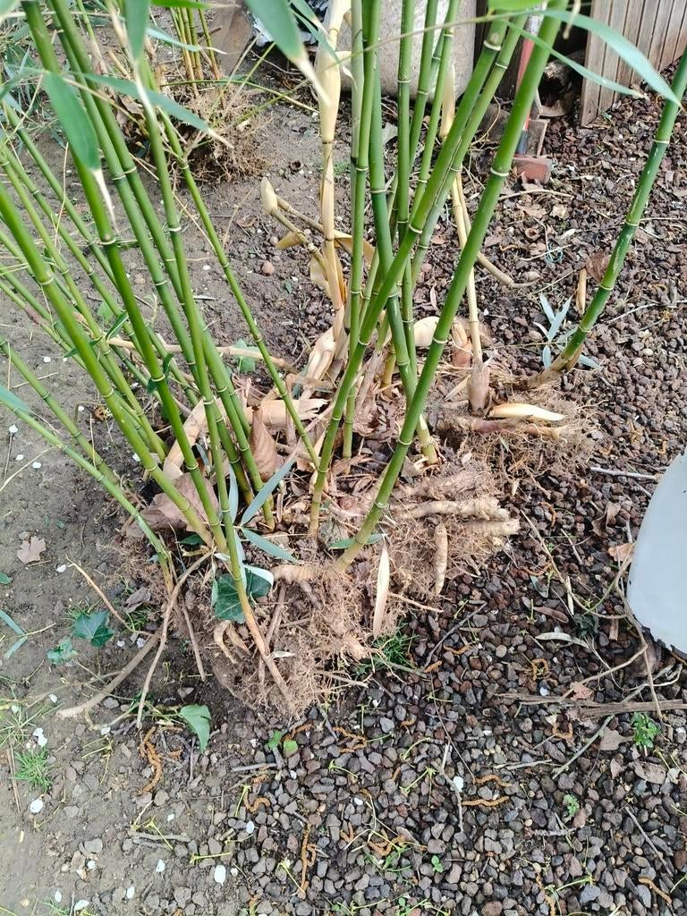 Phyllostachys bissetii/humilis en fargesia nitida, Ophalen, Overige soorten