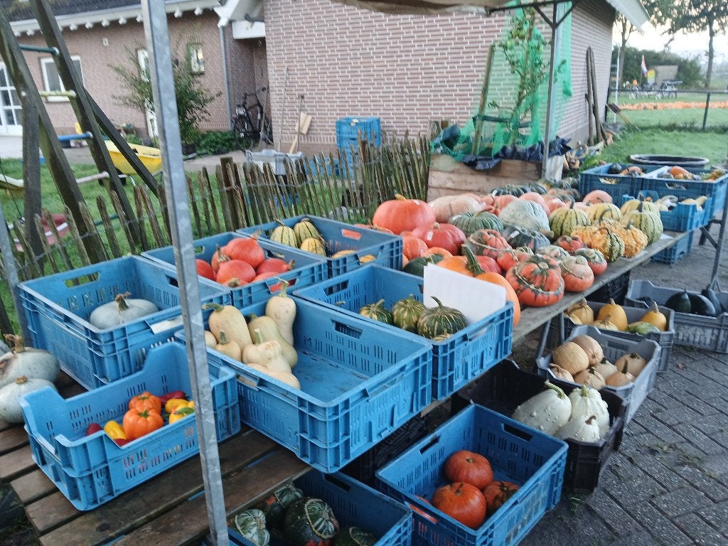 pompoenen[eet en sier,halloween], Eenjarig, Halfschaduw, Herfst, Ophalen
