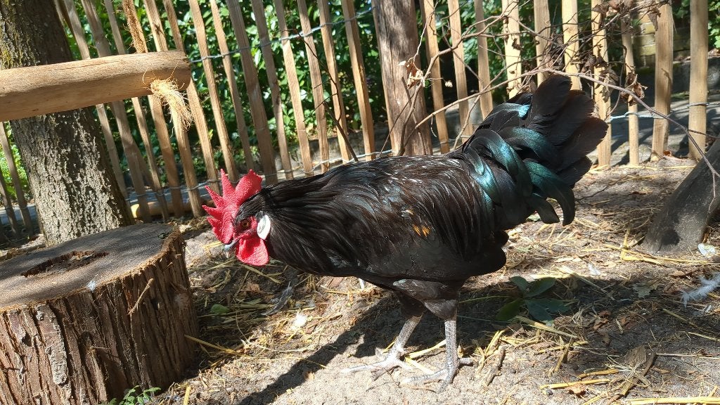 Poule de Bresse haantje, Dieren en Toebehoren, Mannelijk, Kip