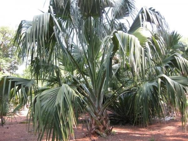 Sabal domingensis 10 x palmboom zaden. (verzenden kan ook), Ophalen, Gehele jaar, Volle zon, Zaad