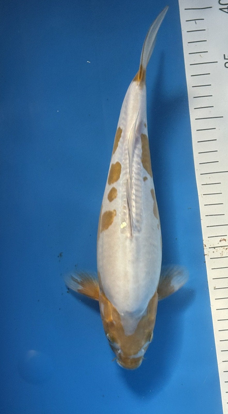 Doitsu Ochiba Shigure koi, Dieren en Toebehoren, Vissen | Vijvervissen, Karper of Koi
