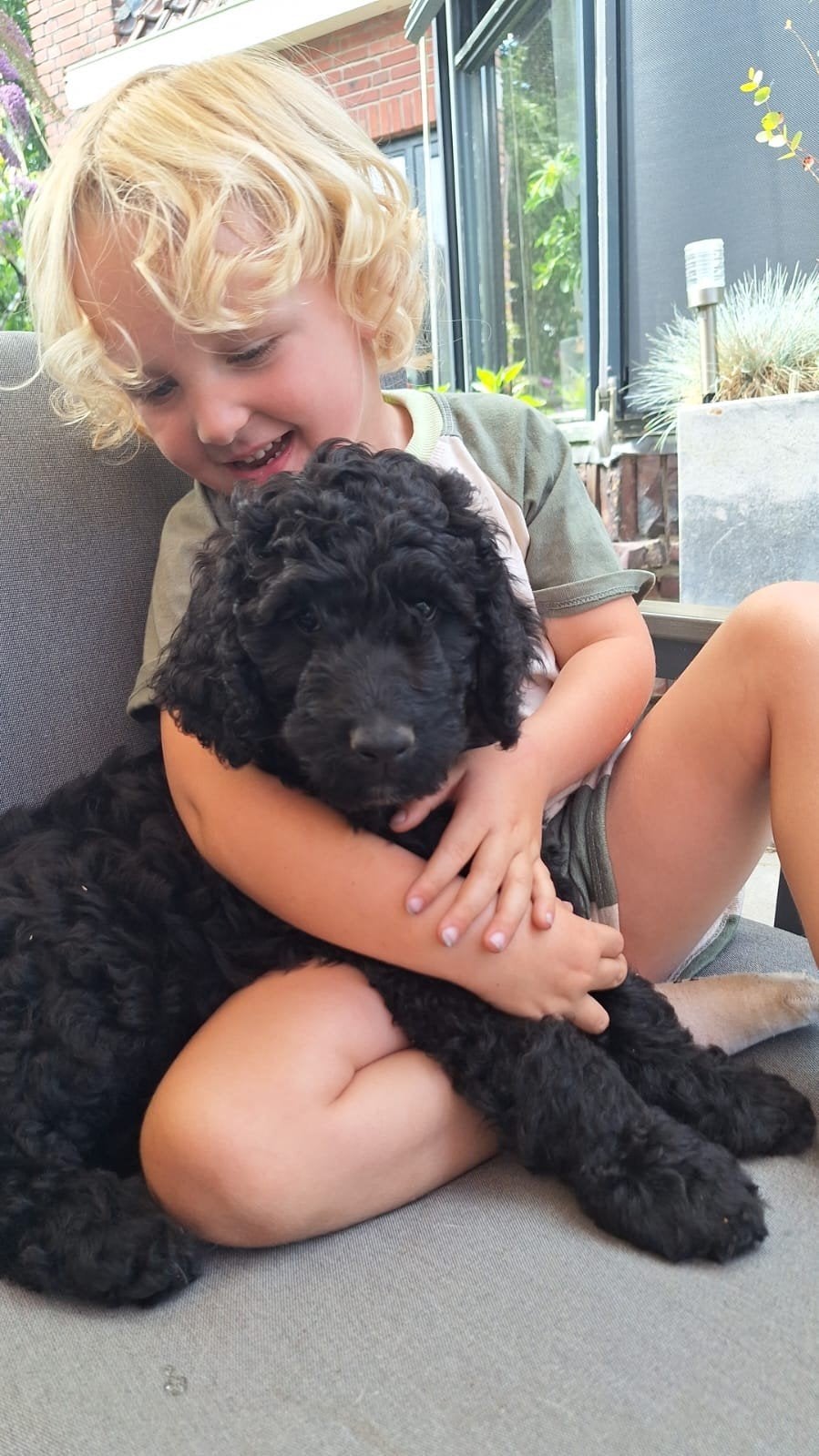 De aller liefste Doodlepups 🥰 mogen verhuizen, Parvo, Overige rassen, 8 tot 15 weken, Meerdere
