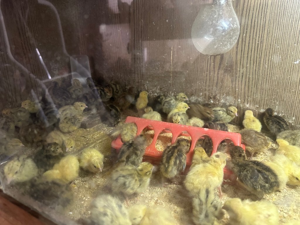 Kuikentjes kwartels, Meerdere dieren, Overige soorten