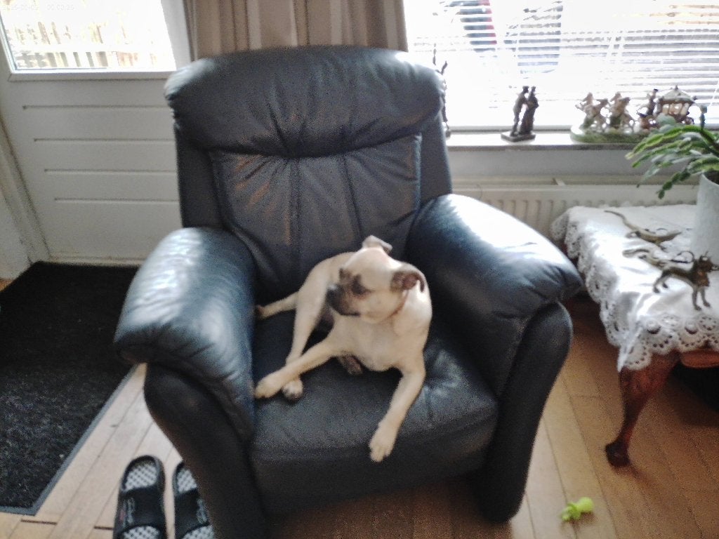 middel maat hondje, Dieren en Toebehoren, Ophalen