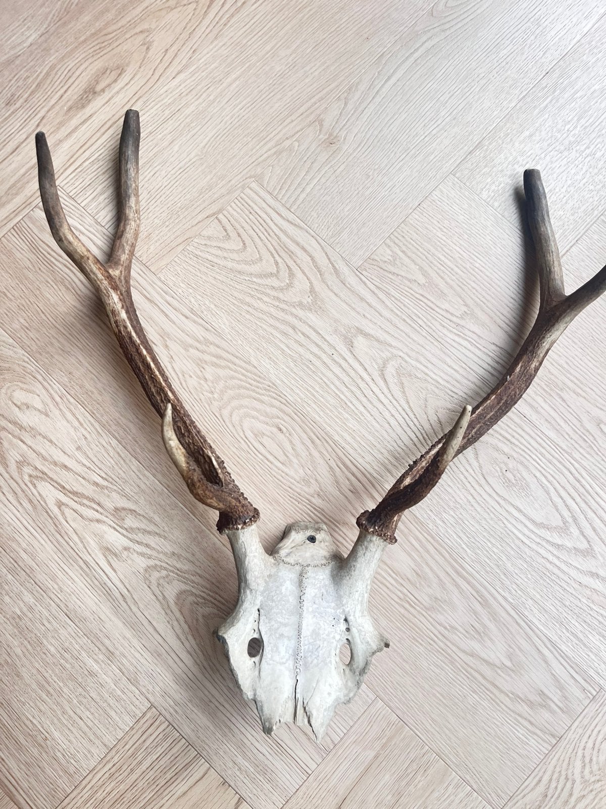 Hertengewei met schedel landelijke wanddecoratie, Verzamelen, Ophalen of Verzenden, Zo goed als nieuw, Hert, Gewei of Kop