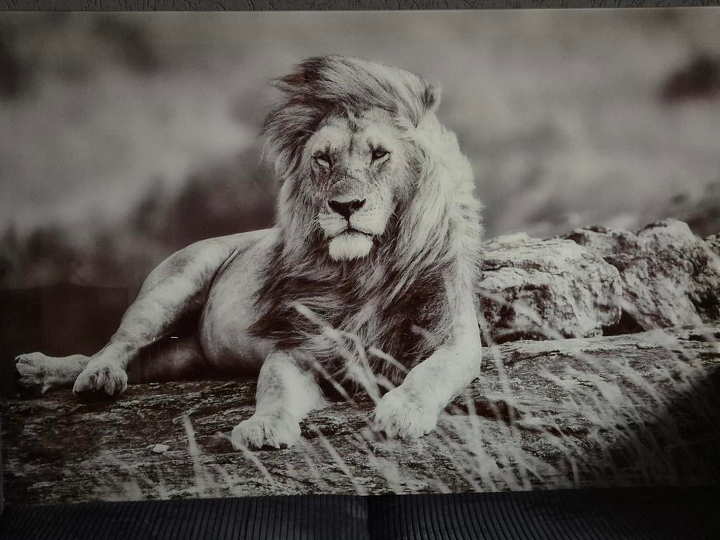 Foto in glas. Zwaar om te tillen. Maten zijn 120x80., Audio, Tv en Foto, Fotografie | Fotolijsten, Ophalen, Zo goed als nieuw