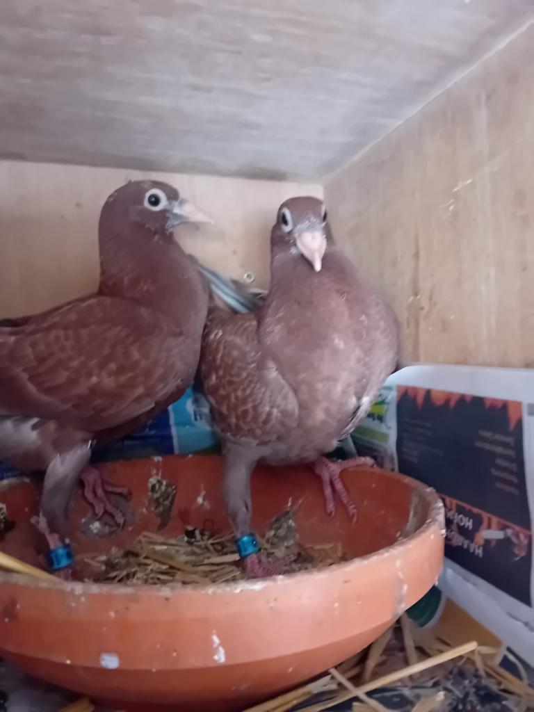 Kleur postduiven, Dieren en Toebehoren, Vogels | Duiven, Meerdere dieren, Postduif