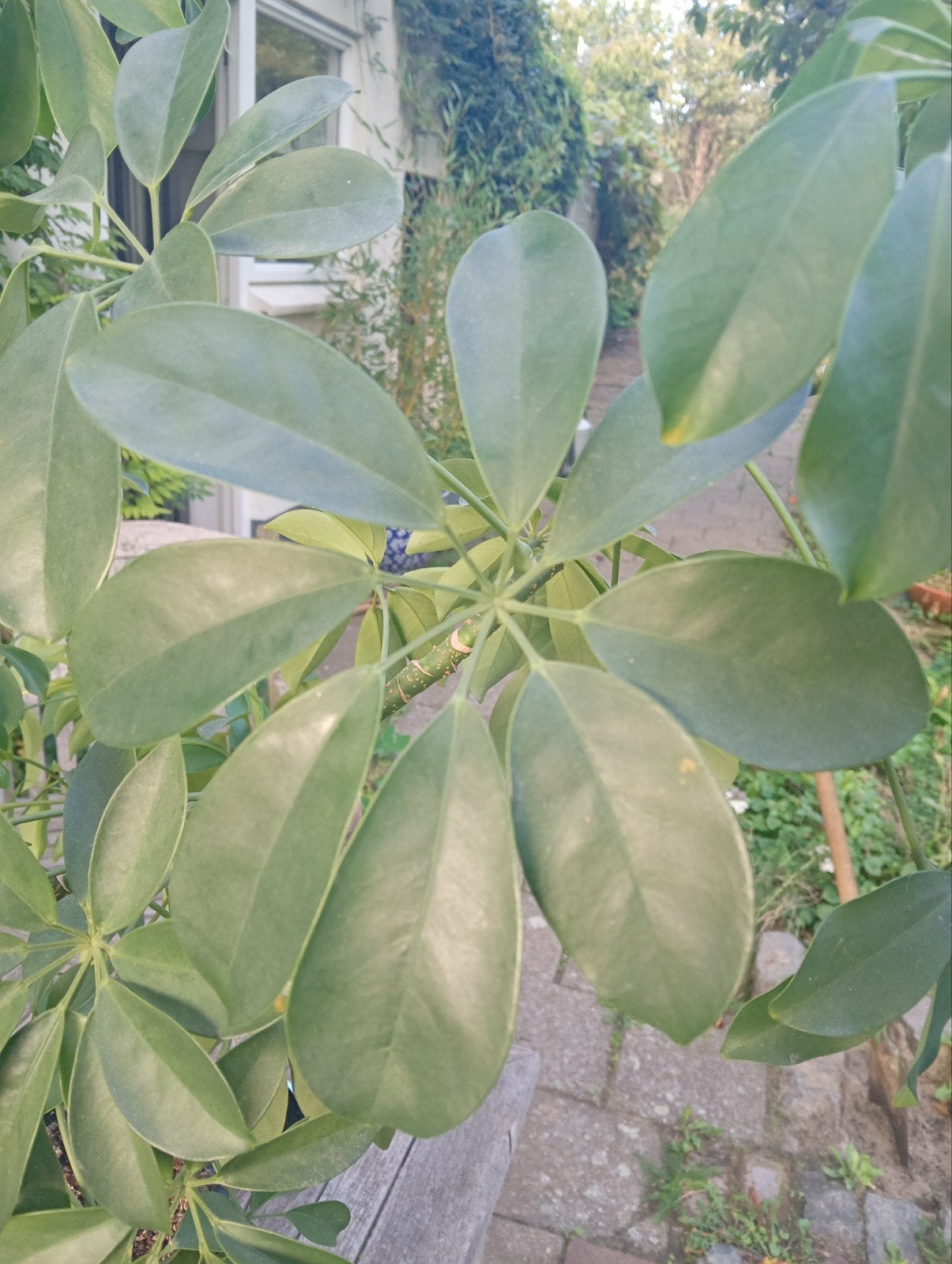 Paraplu plant, Tuin en Terras, Ophalen, Volle zon, Overige soorten, 100 tot 250 cm