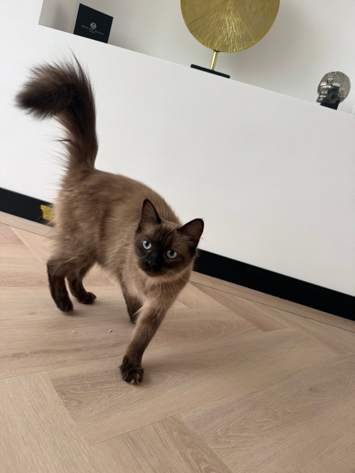 Prachtige Seal Point Ragdoll Poes 20-06-2025, Poes