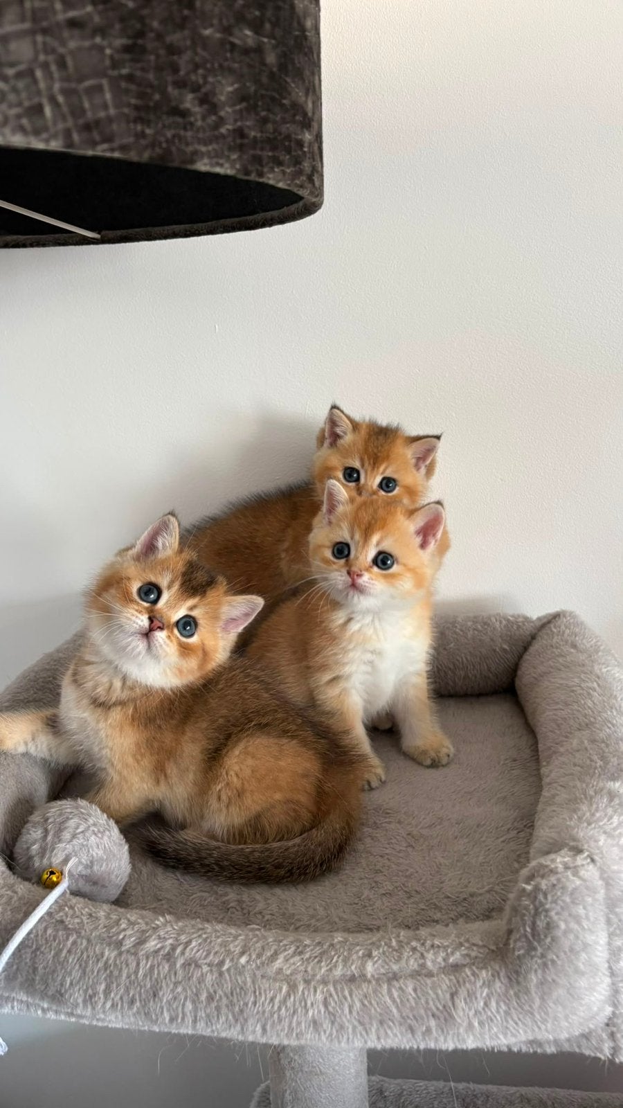 2 katers britse golden korthaar, Kater