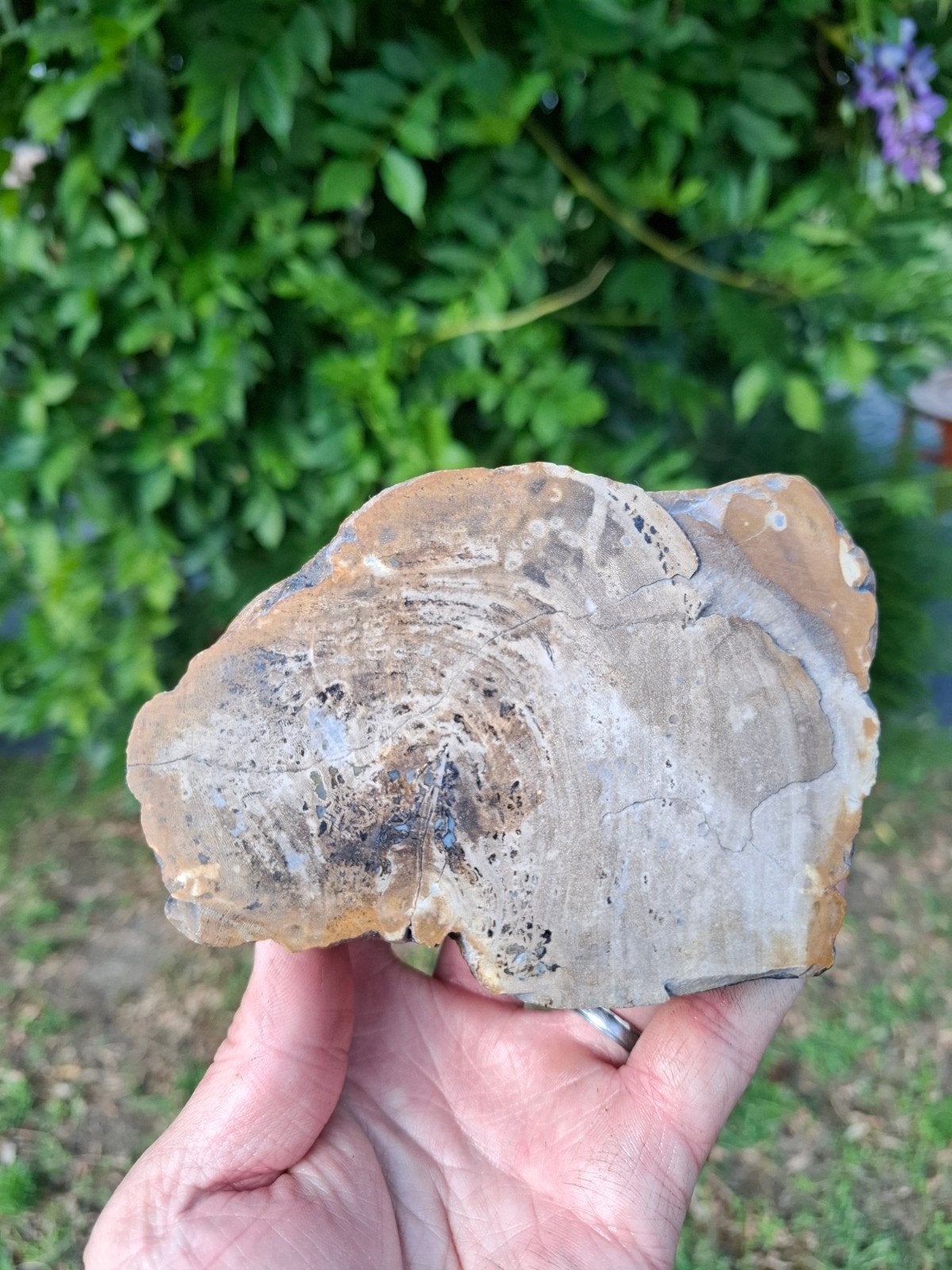 Versteend hout gepolijst, Ophalen of Verzenden, Mineraal