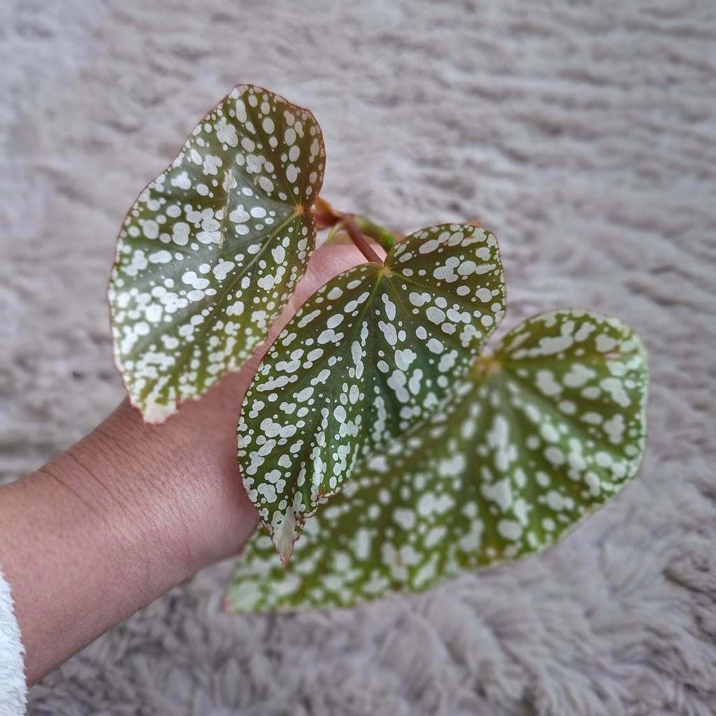 Begonia Snowcap stekjes, Ophalen of Verzenden, Nieuw, Overige materialen