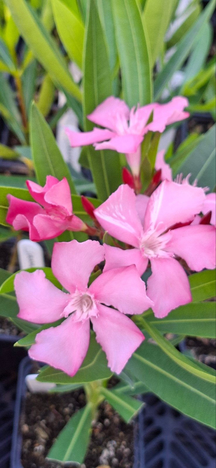 Kewpie Mosolat Oleander., Ophalen of Verzenden, Overige soorten, Volle zon