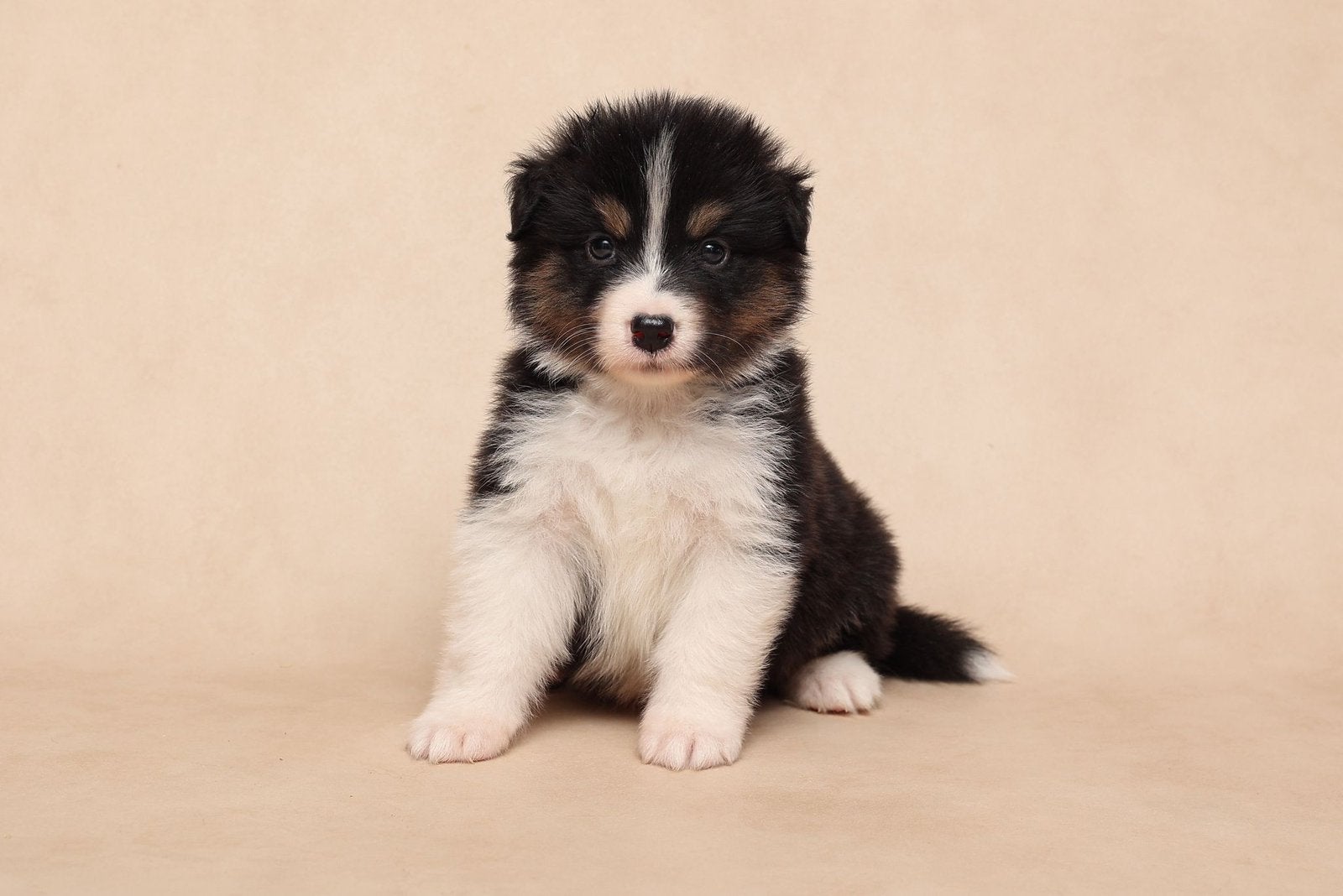 Nest - australian shepherds nog 1 beschikbaar, Parvo, 8 tot 15 weken, Meerdere, Meerdere dieren