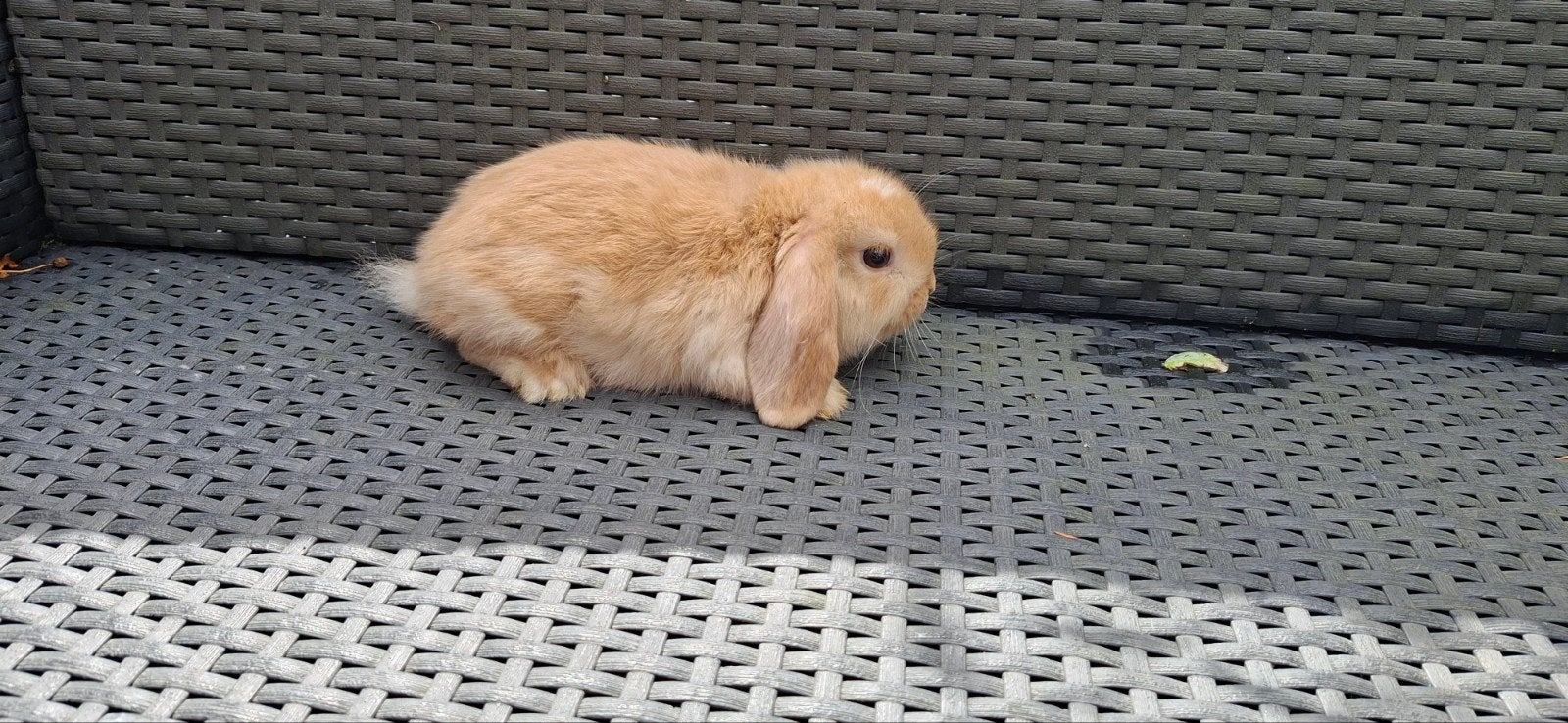 NHD x Mini Lop voedster ingeënt, Vrouwelijk, Dwerg, Hangoor, 0 tot 2 jaar