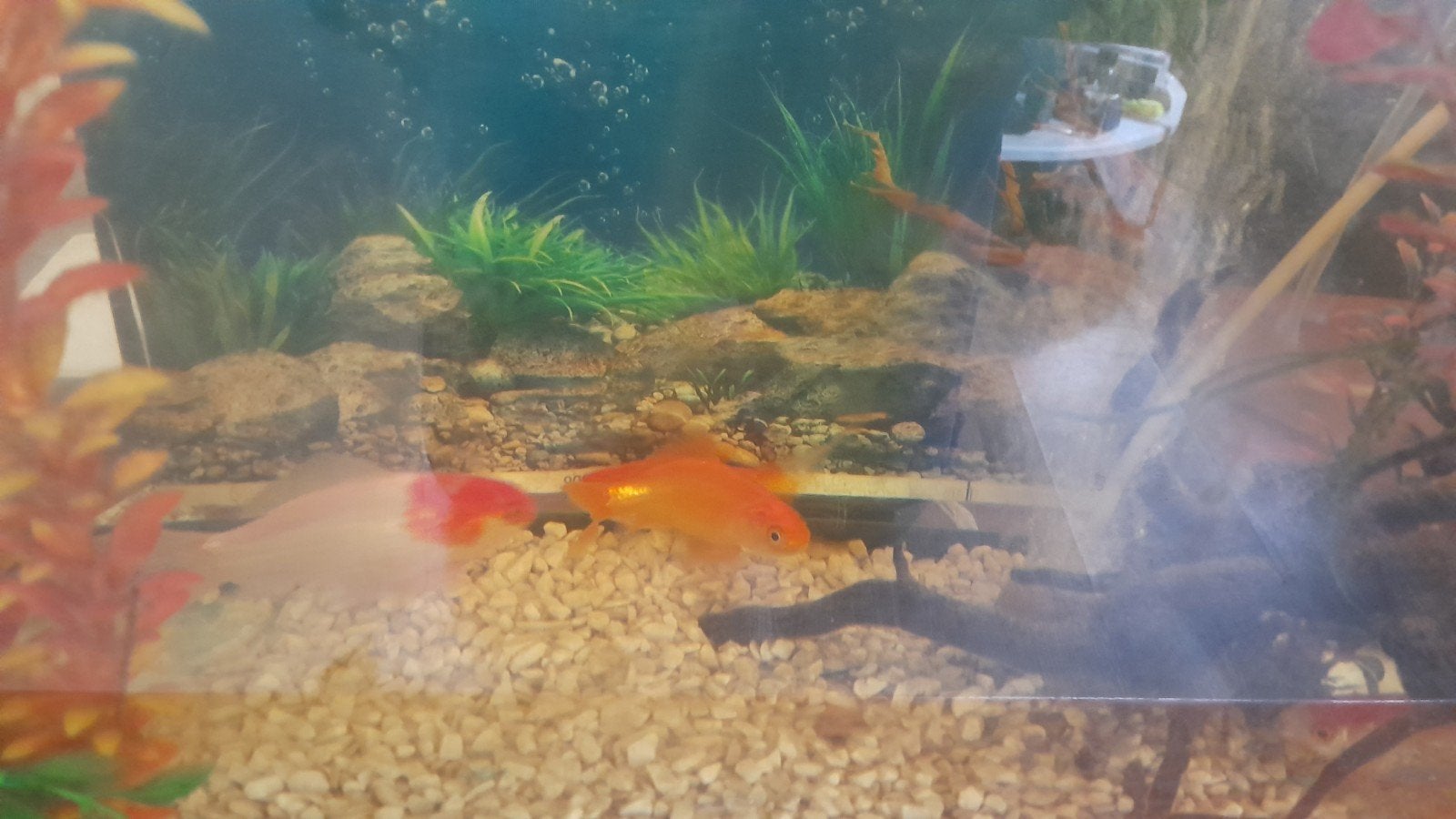 Aquarium, Dieren en Toebehoren, Ophalen, Leeg aquarium