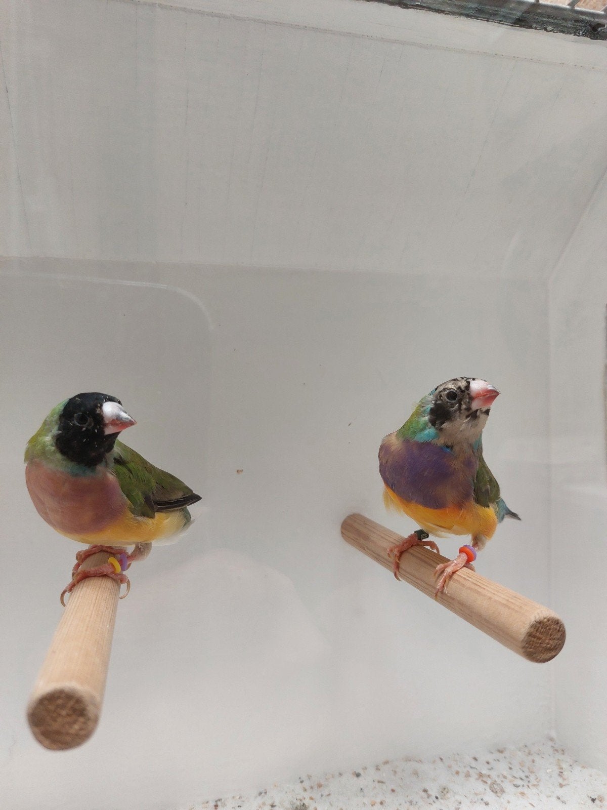 Koppeltje Gouldamadine,, Meerdere dieren, Geringd