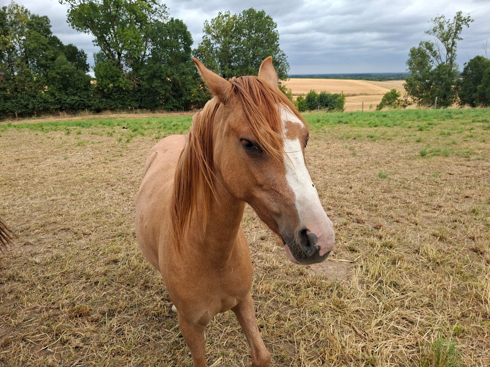 merrie te koop, Merrie, Minder dan 160 cm, 0 tot 2 jaar