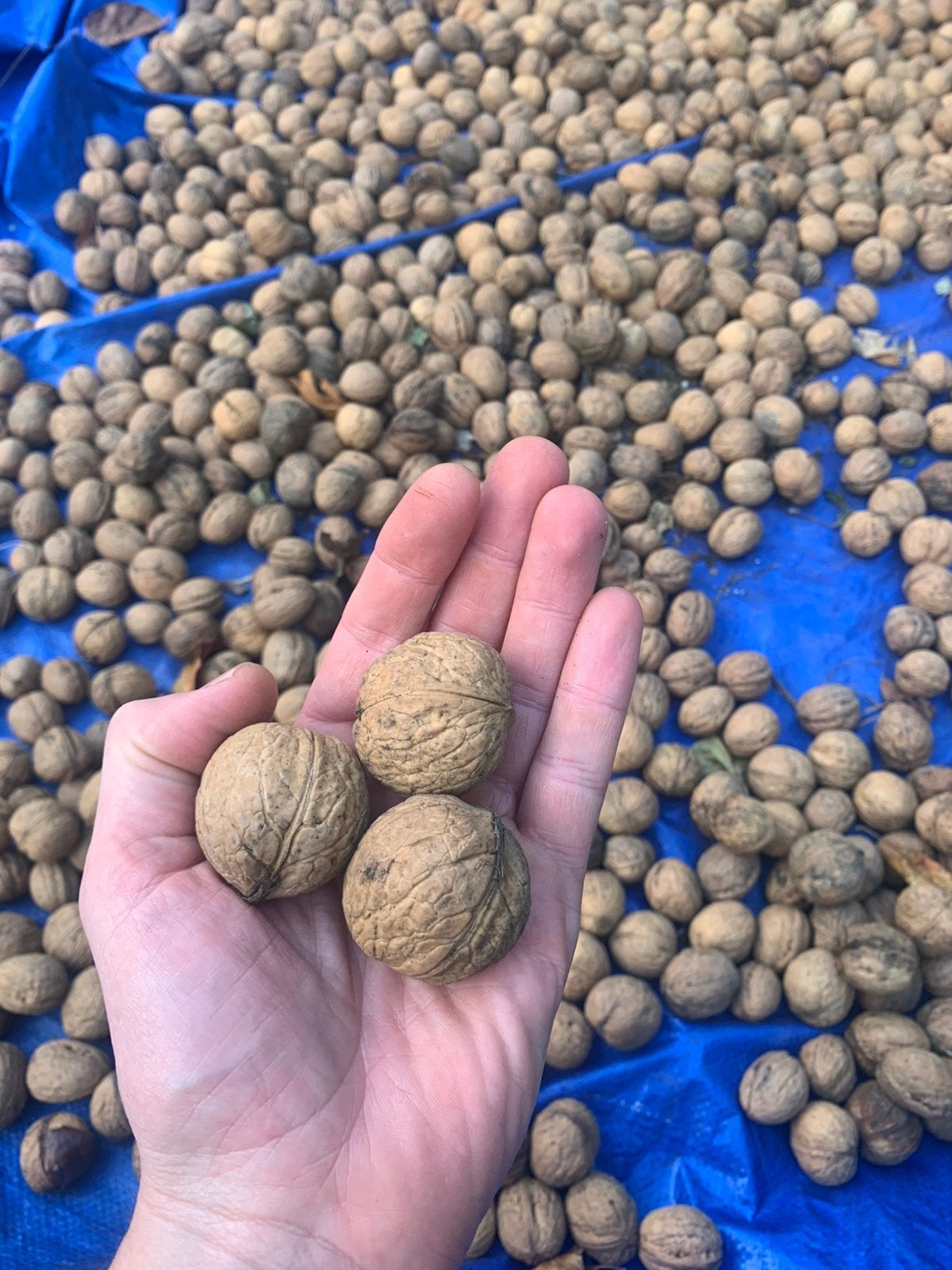 Heerlijke, verse walnoten, groot, onbespoten te koop!, Ophalen