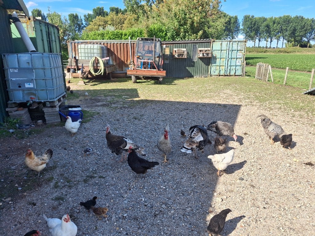 Kalkoenen, Dieren en Toebehoren, Pluimvee, Meerdere dieren, Kalkoen