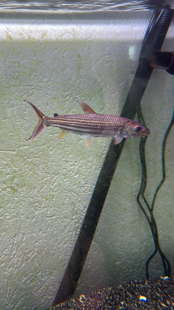 Vittatus tijgervis, Dieren en Toebehoren, Vissen | Aquariumvissen, Vis