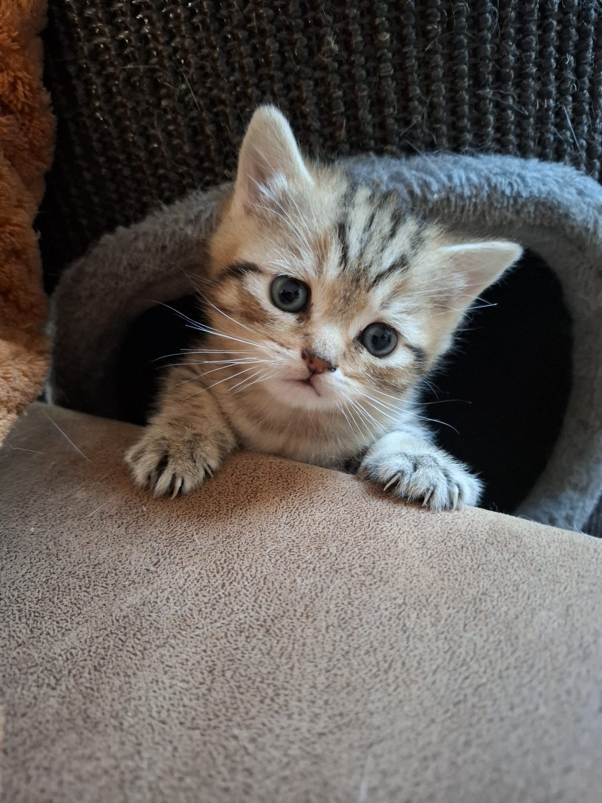 Twee hele lieve britsche korthaar kittens, Dieren en Toebehoren, Meerdere dieren