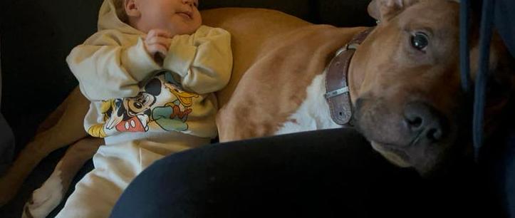 Goed te huis gezocht stafford x bully pocket mix, Dieren en Toebehoren, Honden | Bulldogs, Pinschers en Molossers, Eén hond, 3 tot 5 jaar