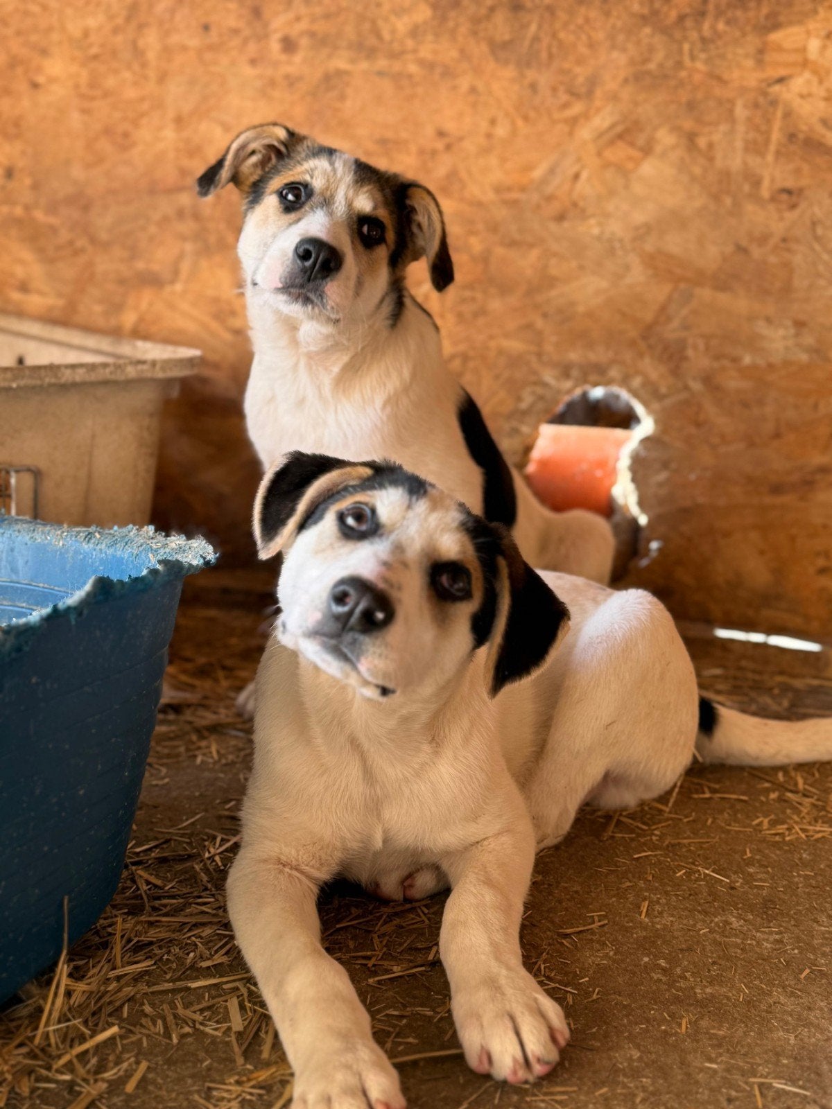 2 broertjes zoeken lief baasje, Dieren en Toebehoren, Honden | Niet-rashonden, Particulier, 15 weken tot 1 jaar, Reu, Buitenland