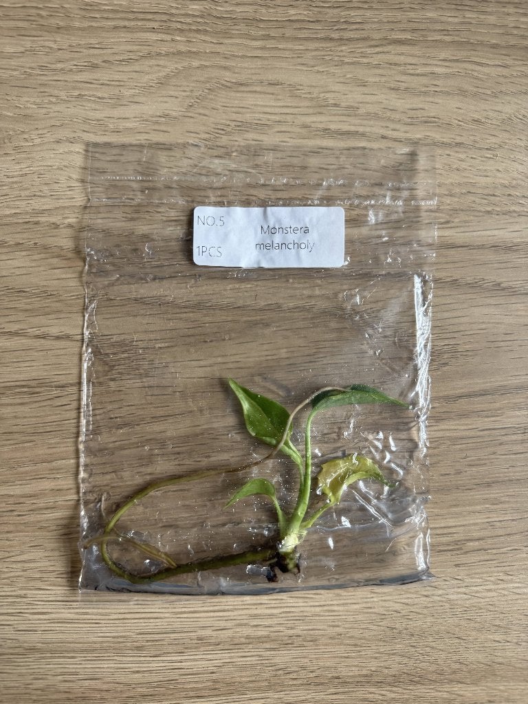 Monstera Melancholy - Rare Tissue Culture Plant (TC), Verzenden, Overige soorten, Halfschaduw, Minder dan 100 cm