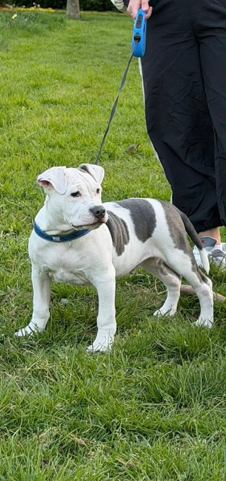 American Staffordshire Terrier, Dieren en Toebehoren, Honden | Niet-rashonden, België, Particulier, 15 weken tot 1 jaar, Reu