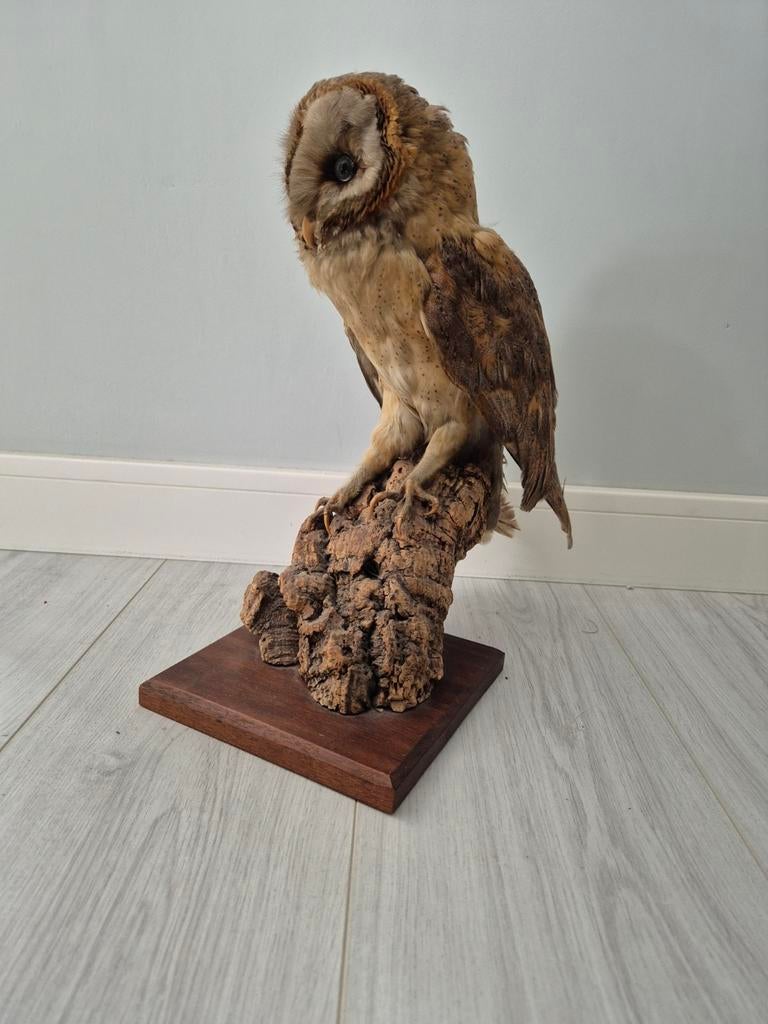 Opgezette Kerkuil - Prachtig exemplaar, Verzamelen, Ophalen, Zo goed als nieuw, Vogel, Opgezet dier