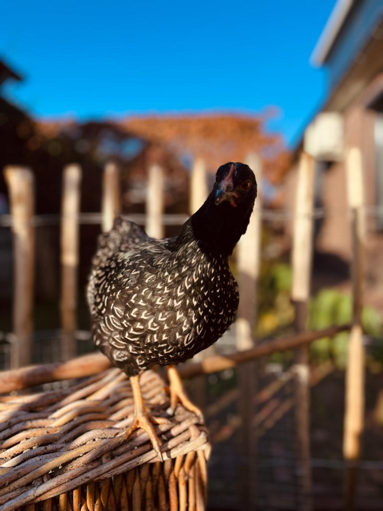 Barnevelder kriel kuikens, Dieren en Toebehoren, Pluimvee, Geslacht onbekend, Kip