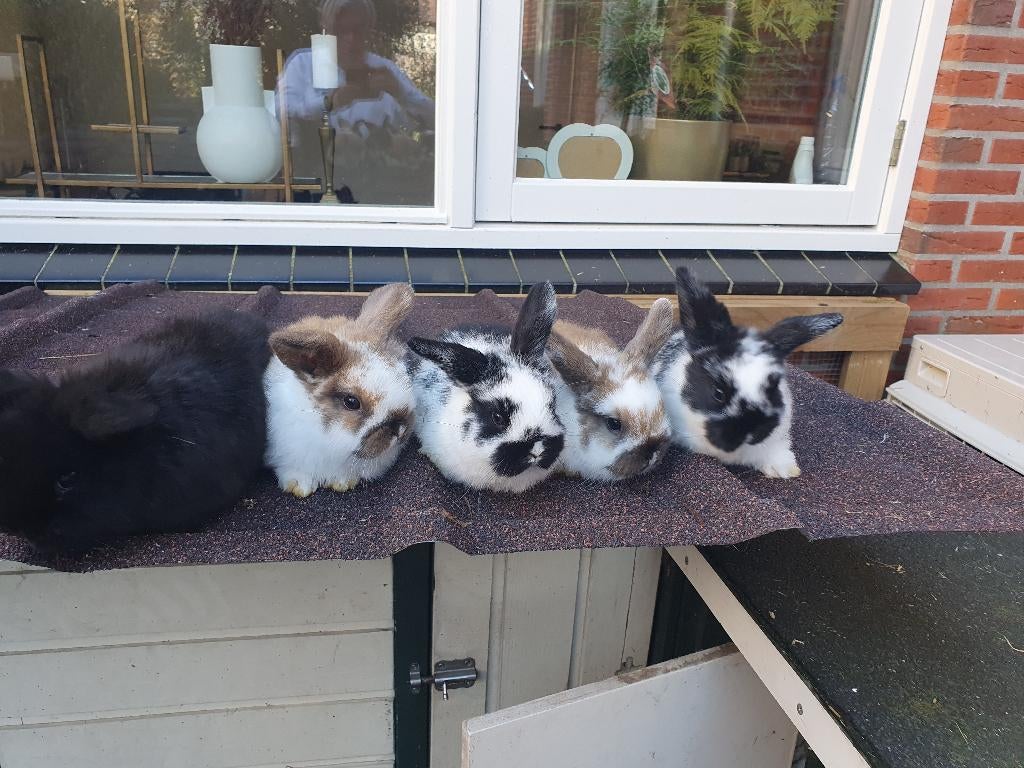Jonge dwergkonijnen (dwerghangoren), Dieren en Toebehoren, Konijnen, Meerdere dieren, Dwerg, Hangoor, 0 tot 2 jaar