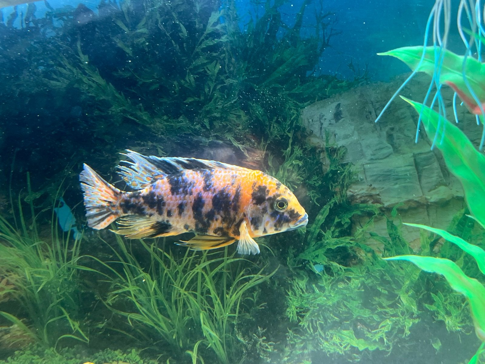 Malawi aulonocare OB, Dieren en Toebehoren, Vissen | Aquariumvissen, Vis, Zoetwatervis