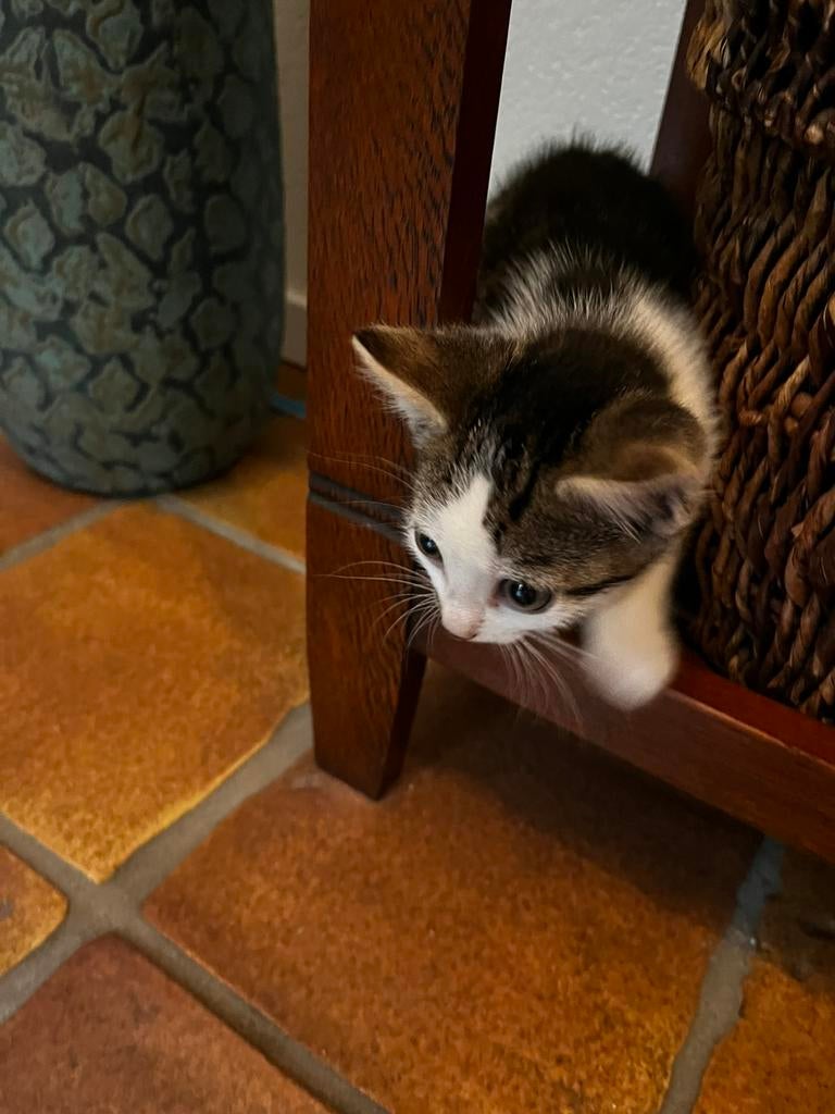Lieve (cyperse) kittens, Meerdere dieren, Ontwormd, 0 tot 2 jaar