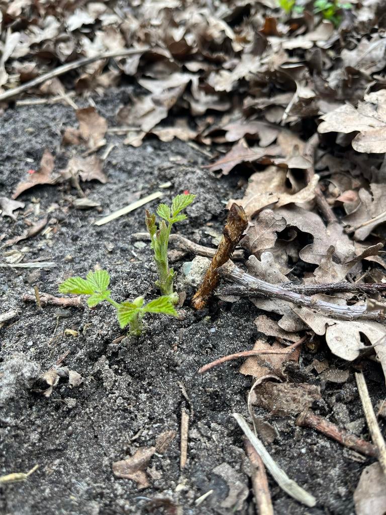 Verschillende tuinplanten, Ophalen, Vaste plant, Halfschaduw, Zomer