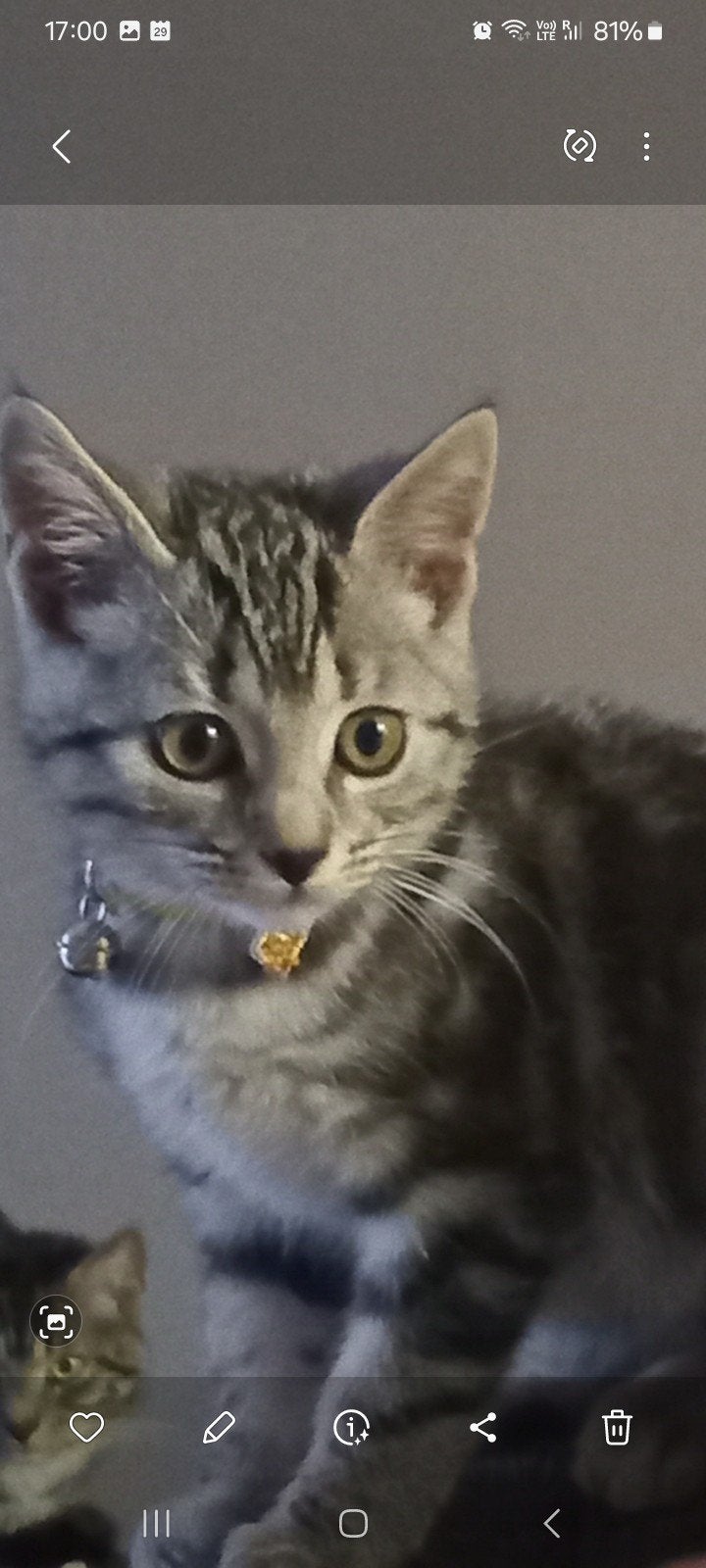 Het gaat om twee katten zoon en vader, Dieren en Toebehoren, Katten en Kittens | Overige Katten, Kater, 0 tot 2 jaar