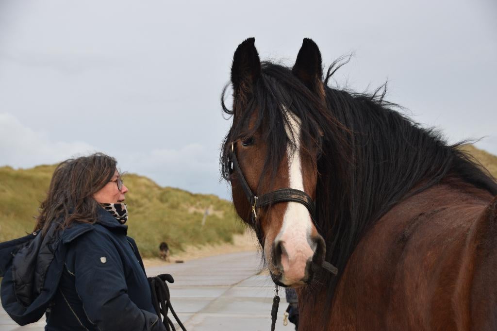 Land en paddock met schuilstal gezocht, Dieren en Toebehoren, Stalling en Weidegang, Weidegang, 2 of 3 paarden of pony's