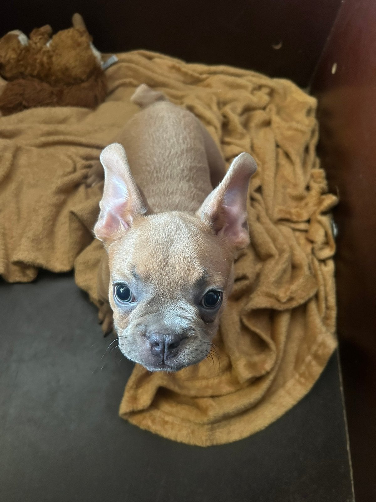 Franse bulldog reu, Dieren en Toebehoren, Honden | Bulldogs, Pinschers en Molossers, Parvo, Reu, 8 tot 15 weken, Bulldog