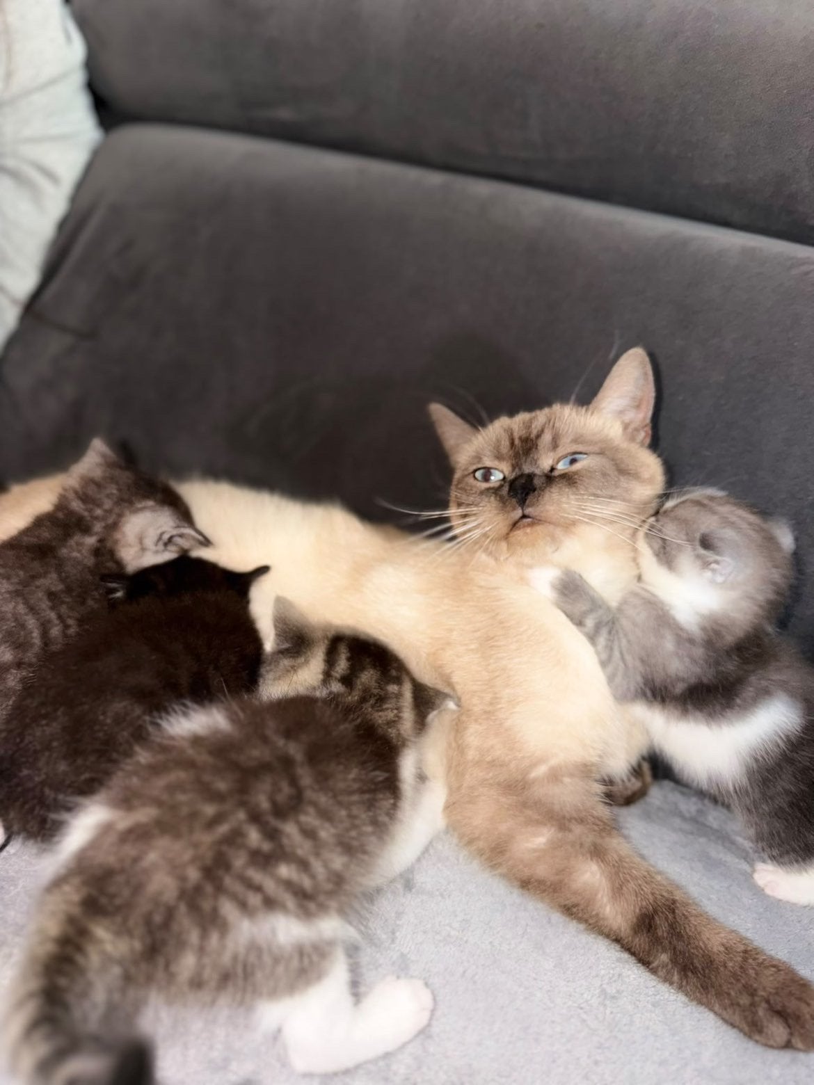 Siamese kittens, Dieren en Toebehoren, Meerdere dieren, 0 tot 2 jaar